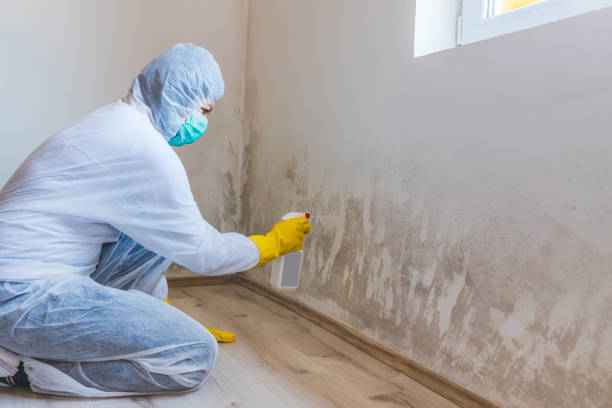 Licensed Black Mold Removal service in Bailey, NC - WQB Mold Removal