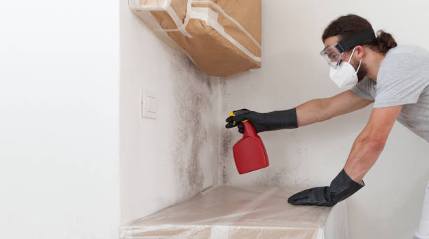 Professional Black Mold Removal technician working in Bailey, NC