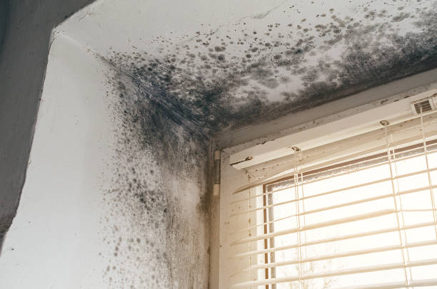 Affordable Black Mold Removal solutions in Bailey, NC