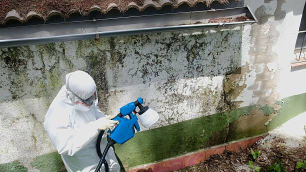 Top rated local Black Mold Removal specialists in Bailey, NC